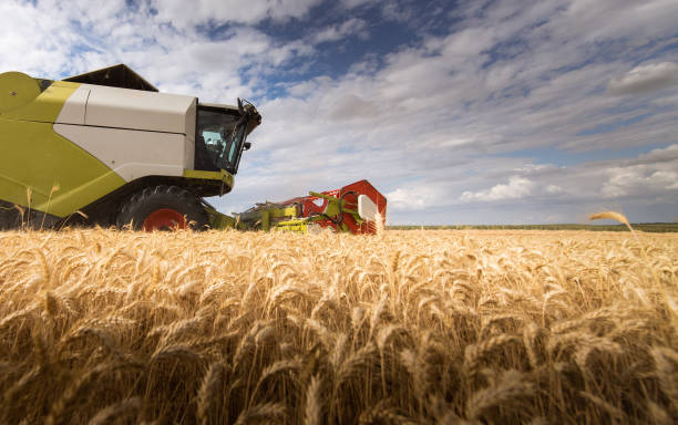 istock Harvesting of wheat field in summer 1326790738