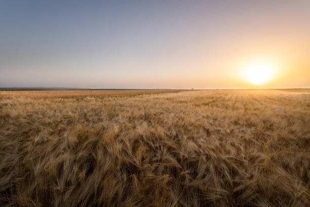 istock Open wheat field at sunset.Wheat field . 1326790798