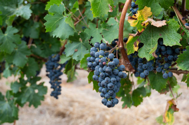 Ripe grapes on a branch in harvesting season stock photo