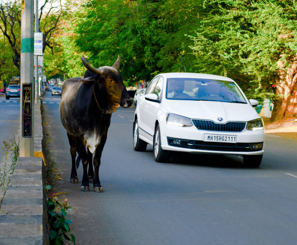 Öland, Sweden - June 05, 2016: Cow and a car in Borgholm, Öland, Sweden