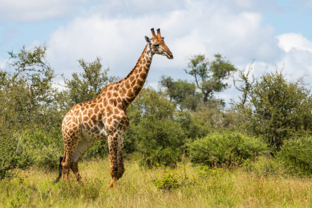 giraffe steht zwischen grünen büschen im krüger-park - kruger national park national park southern africa africa stock-fotos und bilder