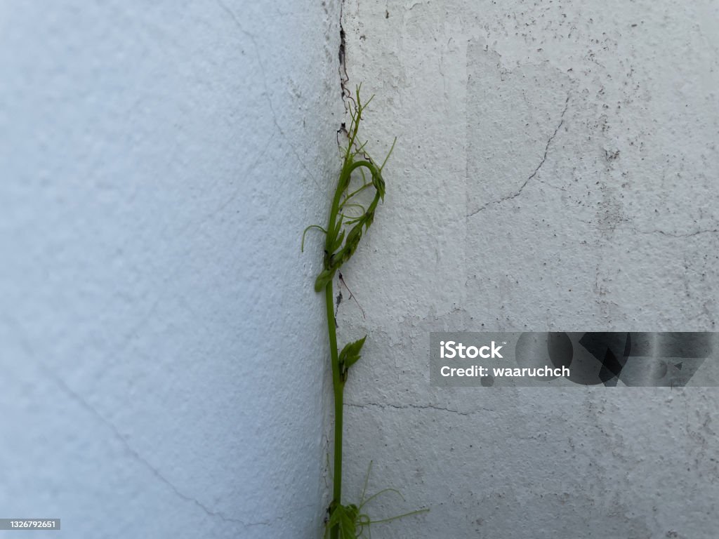 The vines tried to slither up the walls to survive. Vines in the corner of the building. Animal Stock Photo