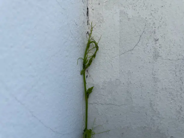 Photo of The vines tried to slither up the walls to survive.