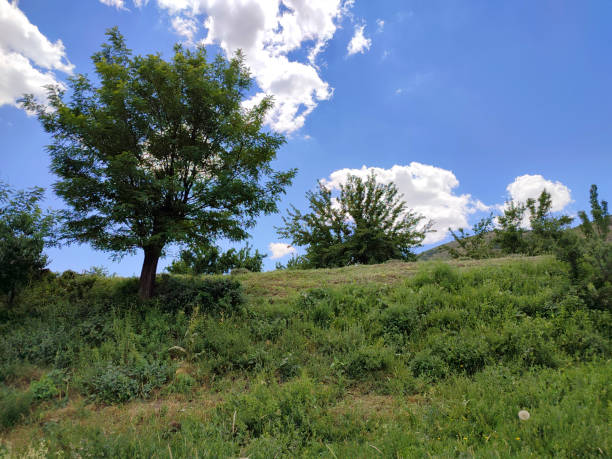 istock Trees against blue sky and white fluffy clouds. 1326793785
