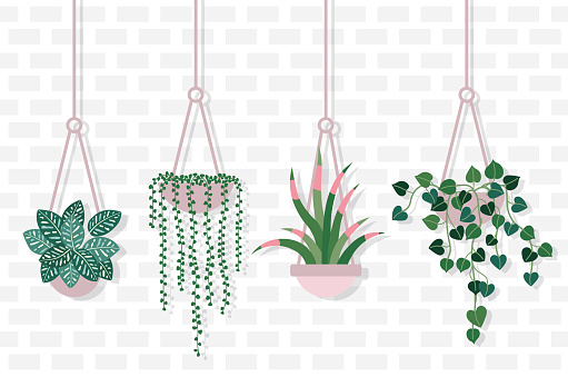 House plants in hanging pots flower shop banner. Potted succulents and indoor flowers hang on rope.
