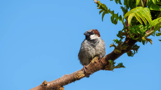istock Male House Sparrow Perched in a Tree 1326795069