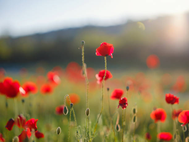 istock Poppy meadow in the light of the setting sun 1326795092