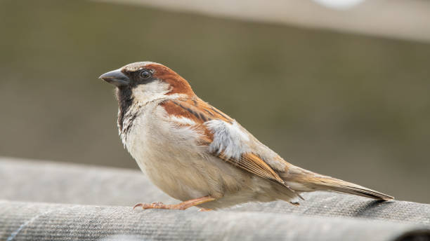 istock Male Sparrow Standing on a Roof 1326795164