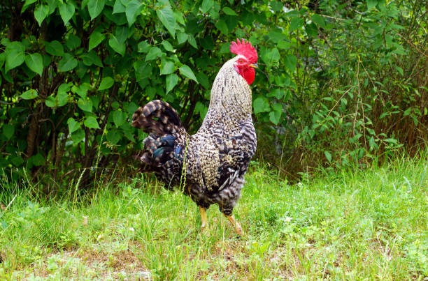 istock Beautiful Rooster standing on the grass. 1326795239