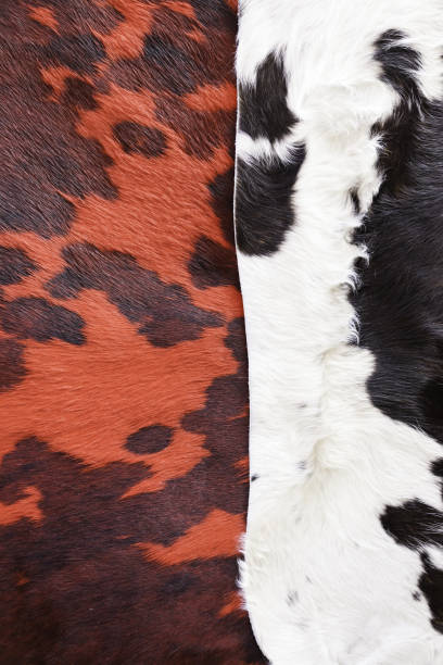 istock Animal skins color 1326795410