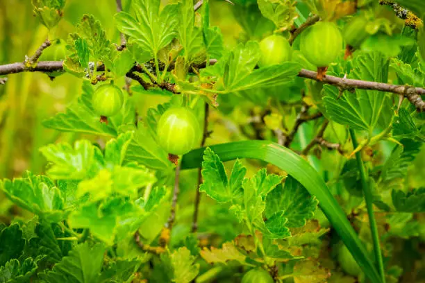 Photo of Gooseberry shrub with ripening berries close-up. Ribes uvacrispa is a food and medicinal plant, has tonic, diuretic and anti-inflammatory properties.