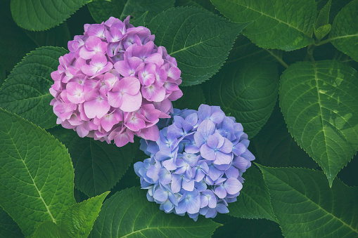 Blooming colorful hydrangea