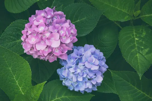 Photo of Blooming colorful hydrangea