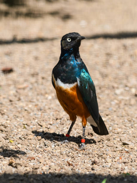 istock Superb Starling Standing on the Ground 1326796783