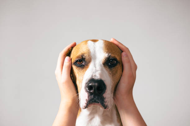 portrait d’un chien aux oreilles couvertes de mains humaines. - peur photos et images de collection