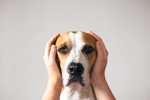 Portrait of a dog with ears covered up with human hands.