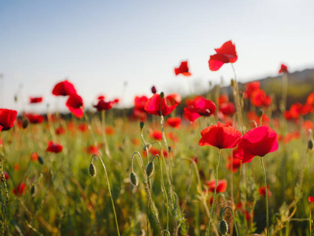istock Poppy meadow in the light of the setting sun 1326798088