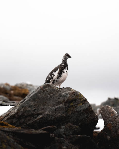 Ptarmigan spotted on one of Scotland's Munros. stock photo