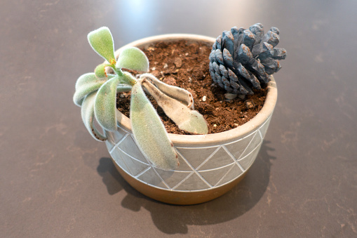 Cactus in pot decorated with pine cone