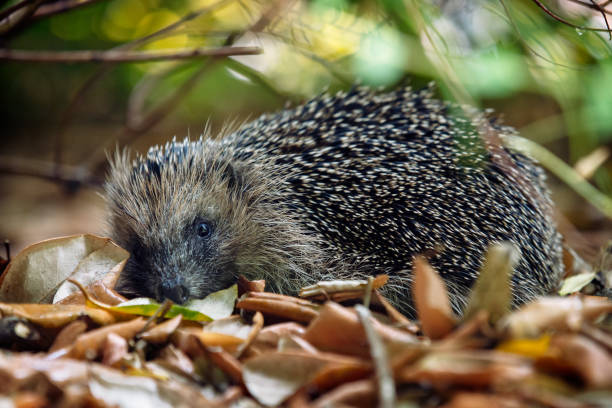 Cute hedgehog hiding or hibernating amongst a bed of leaves stock photo