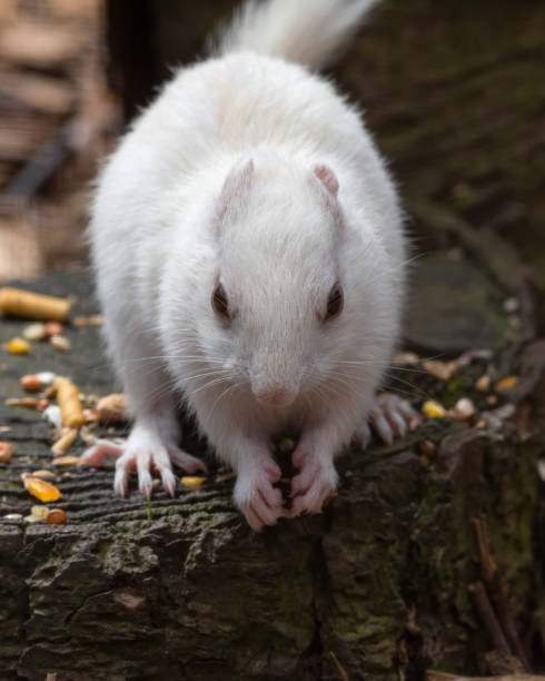 istock Albino Chipmunk Standing on a Tree Stump Feeding 1326803037