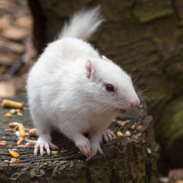 istock Albino Chipmunk Standing on a Tree Stump Feeding 1326803053