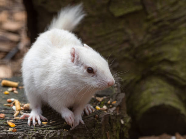 istock Albino Chipmunk Standing on a Tree Stump Feeding 1326803055