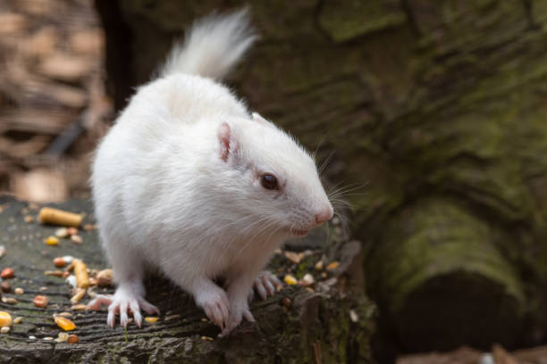 istock Albino Chipmunk Standing on a Tree Stump Feeding 1326803061
