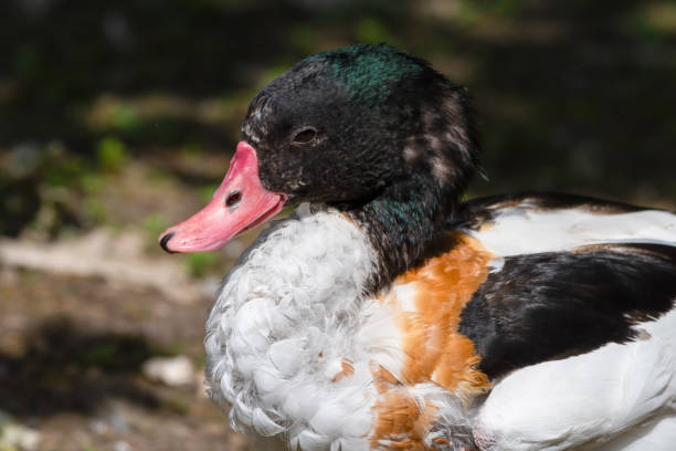 gewöhnlicher shelduck, der auf dem boden ruht - brandgans stock-fotos und bilder