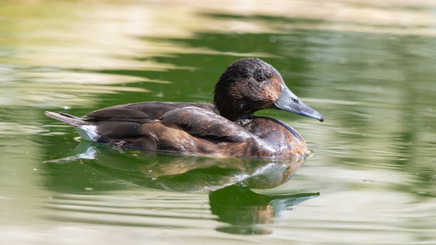 istock Female Smew Duck Floating on Water 1326803554