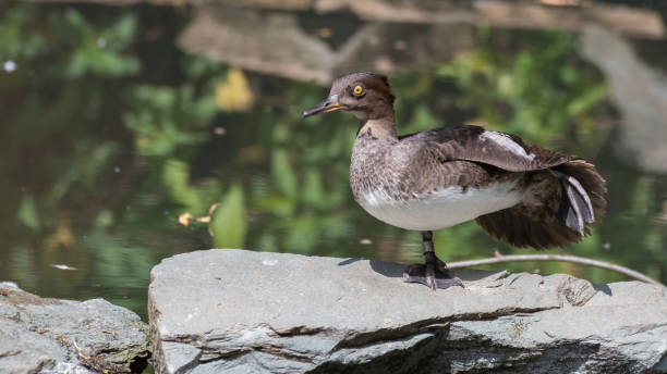 istock Female Bufflehead Duck Standing on a Rock 1326803560