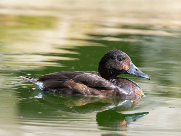 istock Female Smew Duck Floating on Water 1326803574
