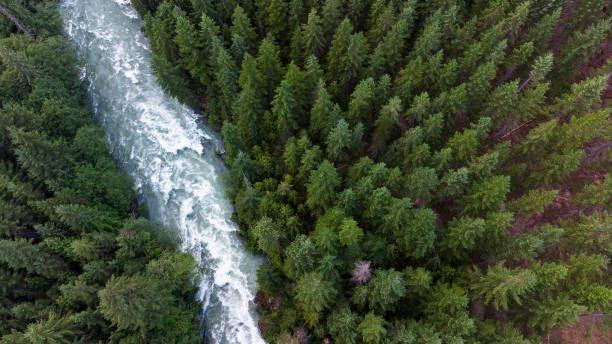 istock Aerial view of a river flowing through a temperate rainforest 1326805581