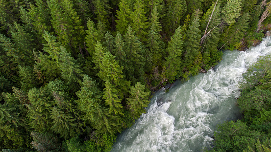 Drone view of a lush green coastal forest. Beauty in nature. Environmental conservation backgrounds. Cheakamus River in Whistler, Canada.
