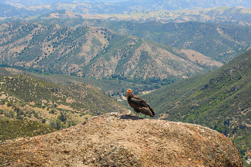 Endangered California Condor perched on a rock within the dramatic landscape of Pinnacles National Park