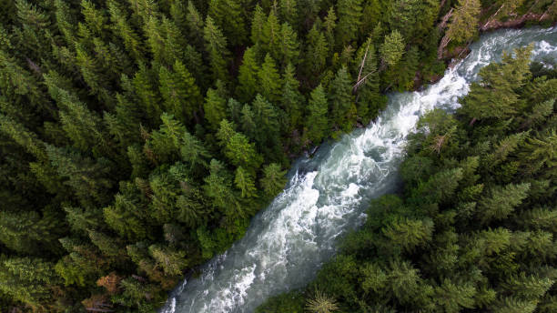 istock Aerial view of a river flowing through a temperate rainforest 1326805591