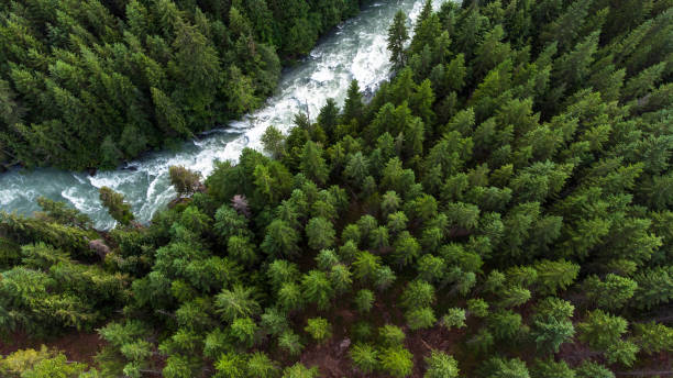 istock Aerial view of a river flowing through a temperate rainforest 1326805592