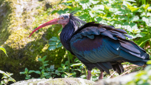 istock Northern Bald Ibis Resting on Grass 1326805606