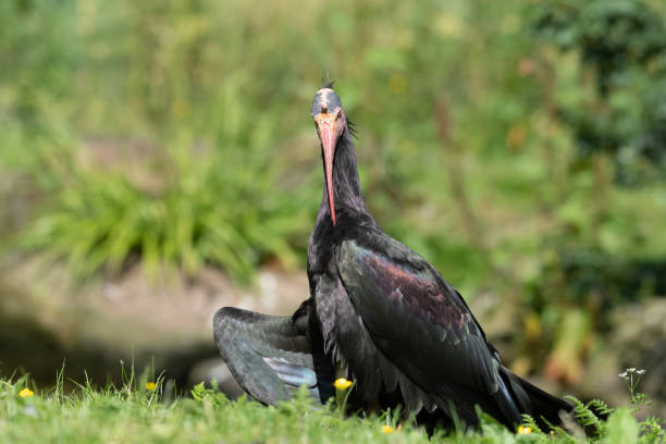 istock Northern Bald Ibis Resting on Grass 1326805710