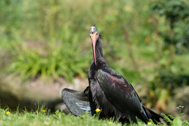 istock Northern Bald Ibis Resting on Grass 1326805725