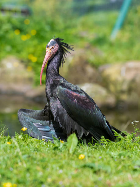 istock Northern Bald Ibis Resting on Grass 1326805767
