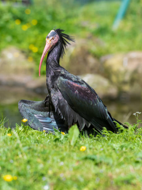 istock Northern Bald Ibis Resting on Grass 1326805774