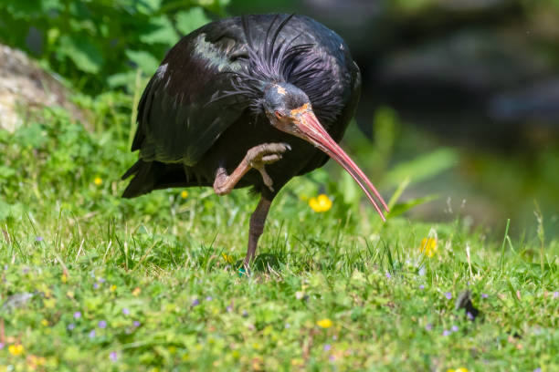 istock Northern Bald Ibis Resting on Grass 1326805776