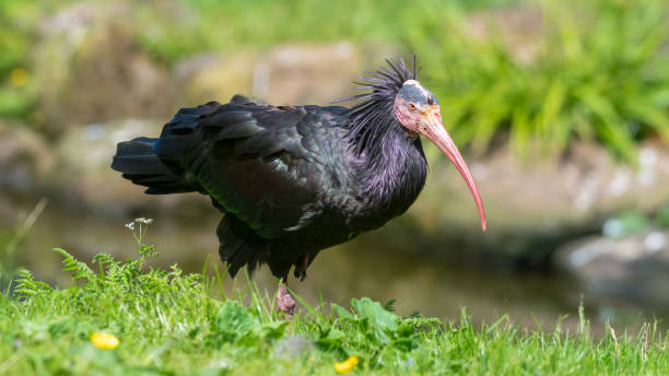istock Northern Bald Ibis Resting on Grass 1326805779