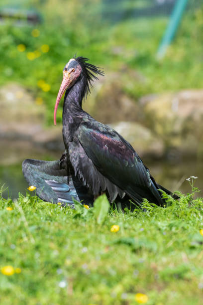 istock Northern Bald Ibis Resting on Grass 1326805785