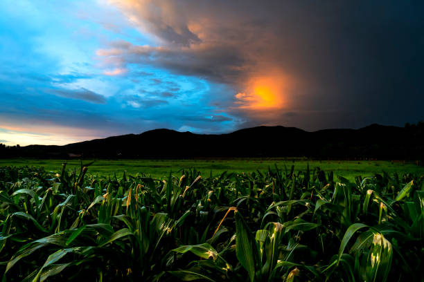 istock landscape of evening sky above the corn fields  in thailand. 1326806522