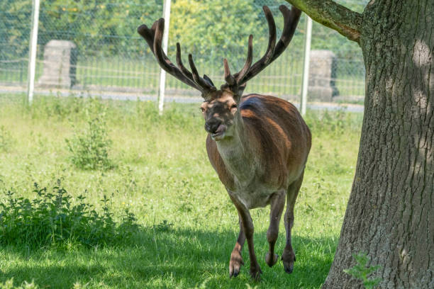 istock Adult Male Stag Red Deer 1326806557