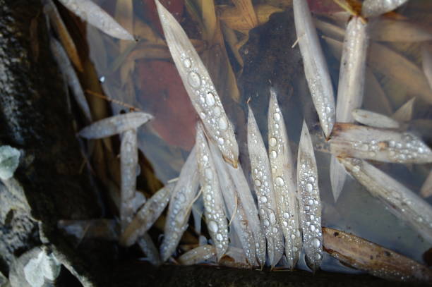 extreme close up and directly above on wilted bamboo leaves with rain drops floating in a birdbath. - shade rain large group of objects autumn imagens e fotografias de stock