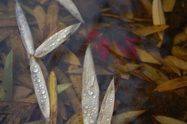 una foglia rossa sul fondo di un birbbath con foglie di bambù che galleggiano sull'acqua. - shade rain large group of objects autumn foto e immagini stock
