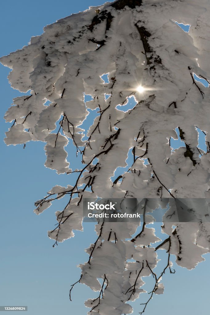 Schneebeckte branches. Color Image Stock Photo